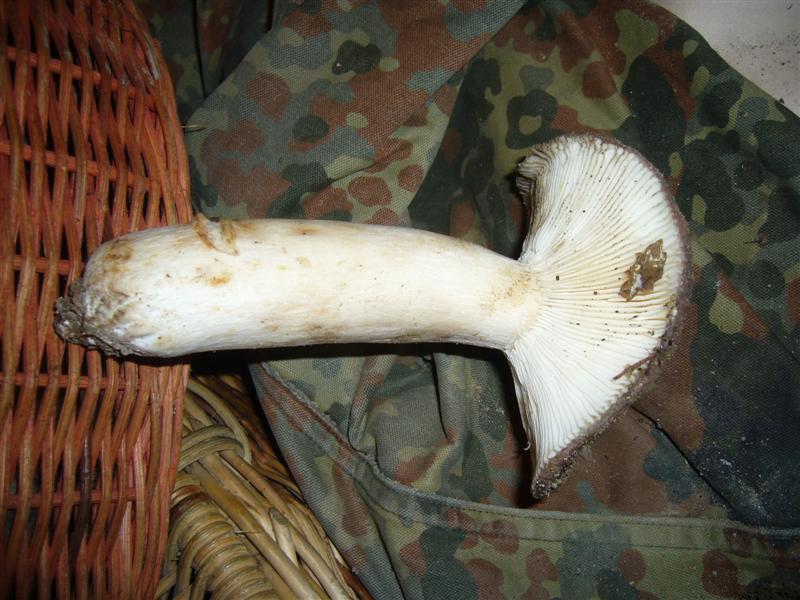 Russula sp.